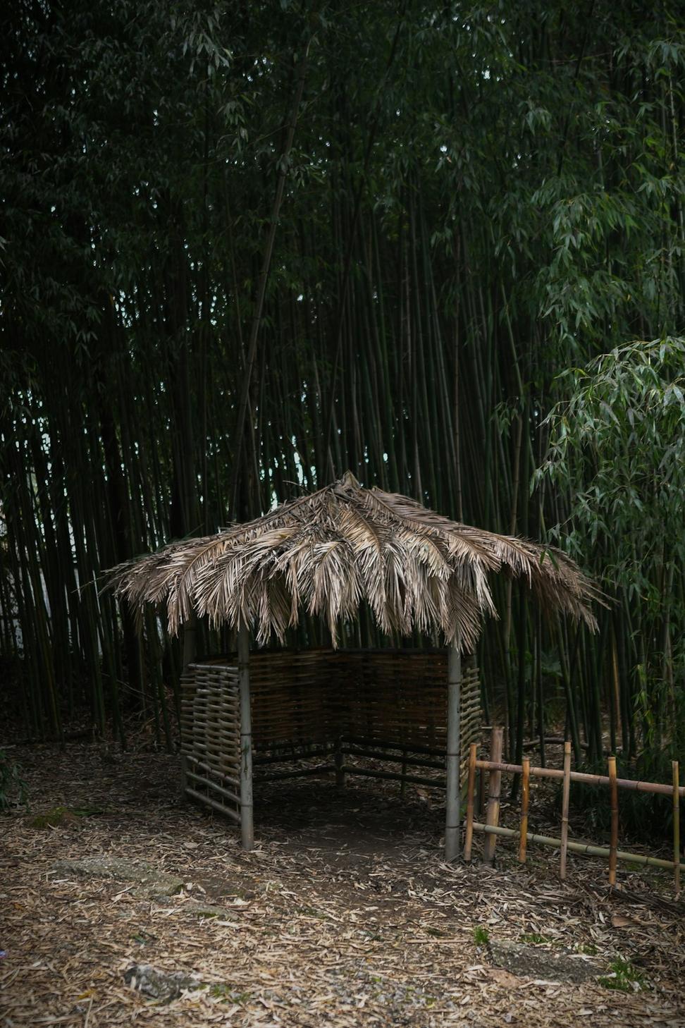 Bamboo materials